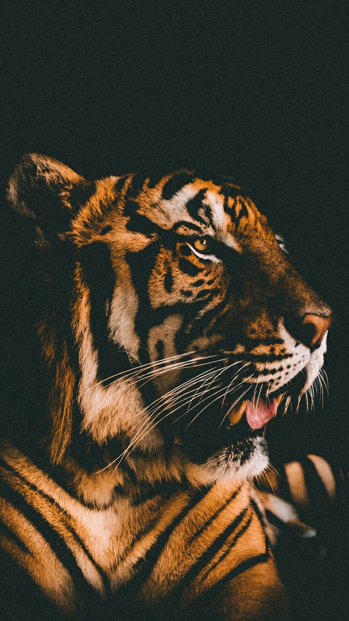 400+ Hình ảnh con hổ 3D đẹp nhất, ngầu, hoang dã, uy mãnh