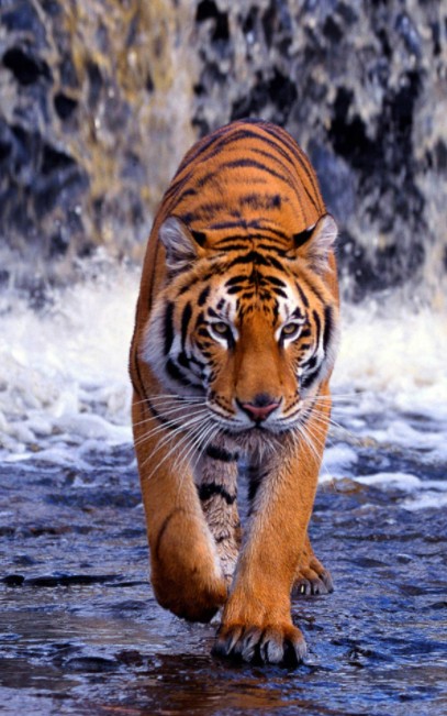 Chi tiết hơn 98 tải hình nền con hổ đẹp hay nhất  POPPY