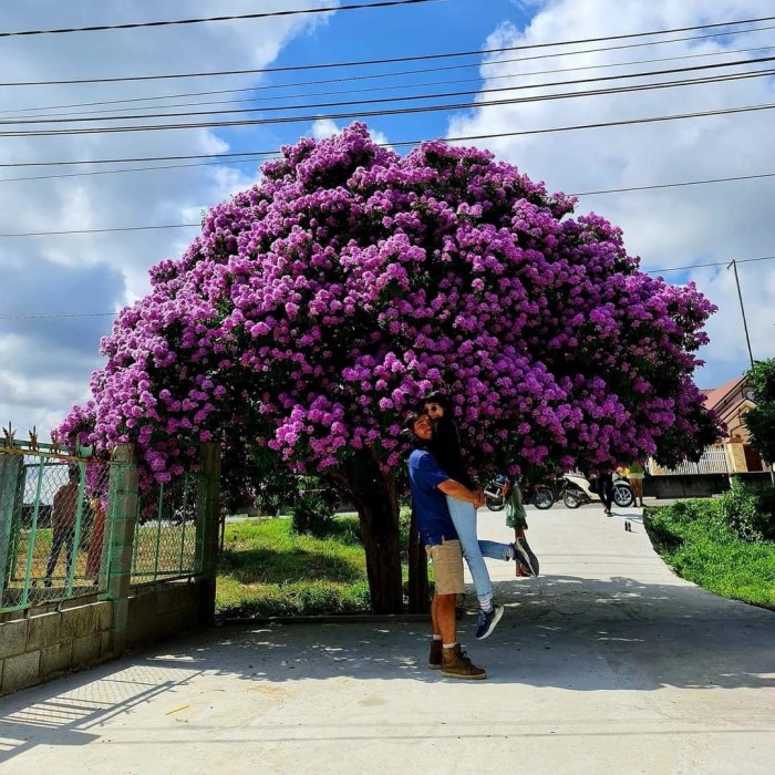 UBND thành phố Pleiku tỉnh Gia Lai