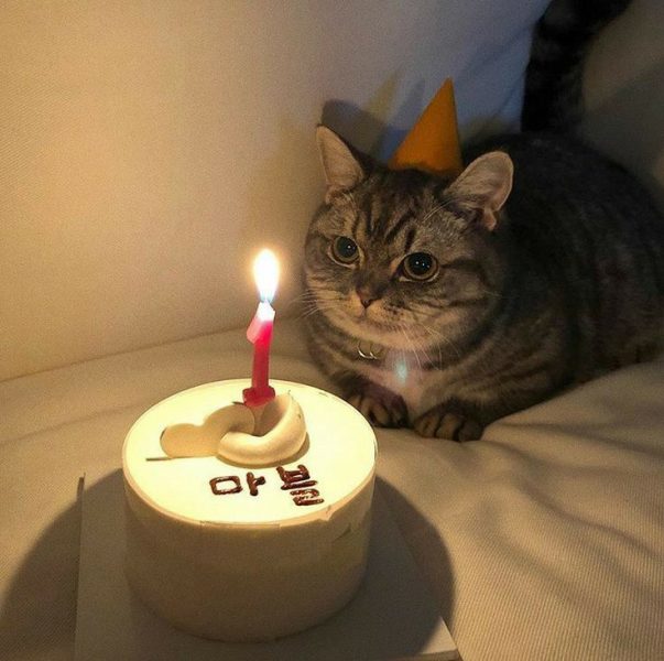 Hình ảnh chúc mừng sinh nhật với Mèo Chó và Động vật dễ thương